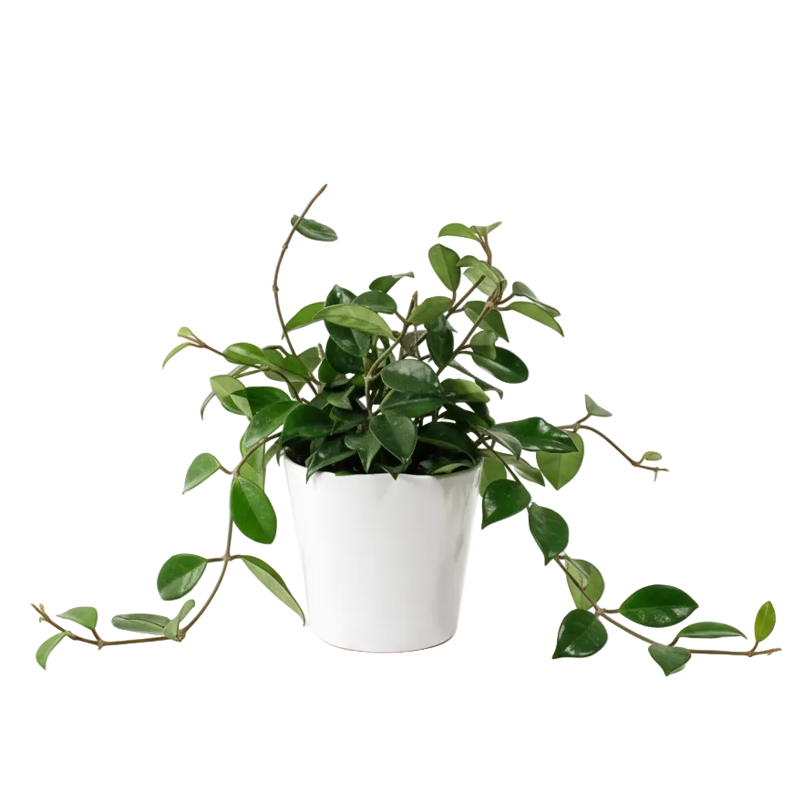 Plante en pot Hoya