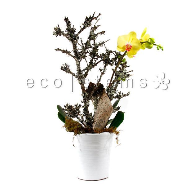 Large Phalaenopsis Orchids Planter Toronto Ontario Delivery
