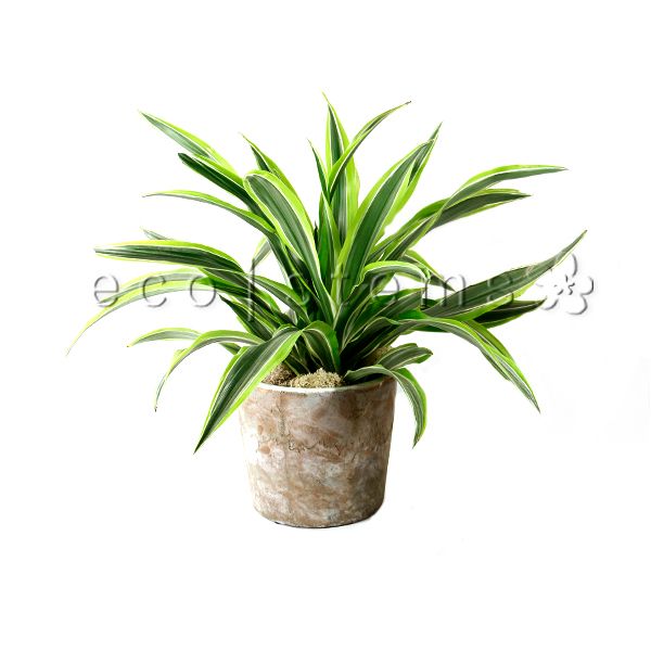 Lemon Lime Dracaena Potted Indoor Houseplant Toronto Ontario Delivery
