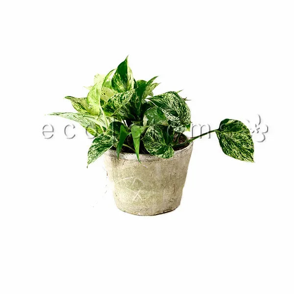 Marble Queen Pothos Potted Indoor Plant Toronto Ontario Delivery