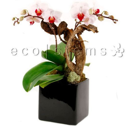 Small Phalaenopsis Orchid Planter Toronto