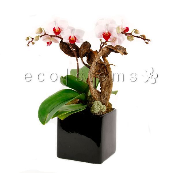 Small Phalaenopsis Orchid Planter Toronto Ontario Delivery