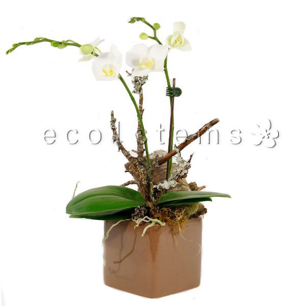 Small Phalaenopsis Orchid Planter Toronto Ontario Delivery