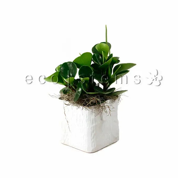 Mini Rubber Plant Potted Toronto Ontario Delivery