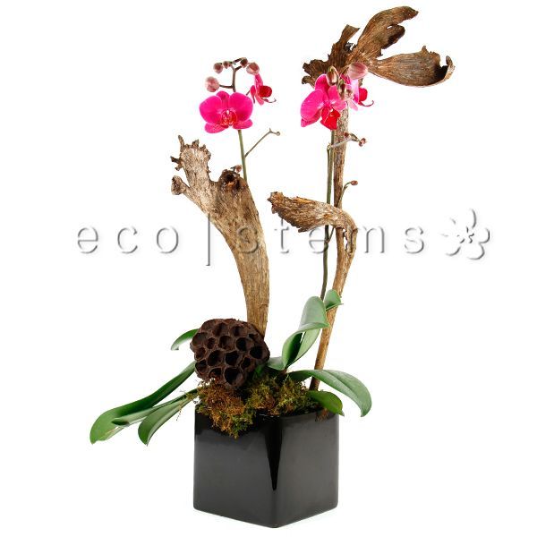 Large Phalaenopsis Orchids Planter Toronto Ontario Delivery