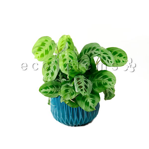 Rabbit Tracks Prayer Potted Indoor Plant Toronto Ontario Delivery
