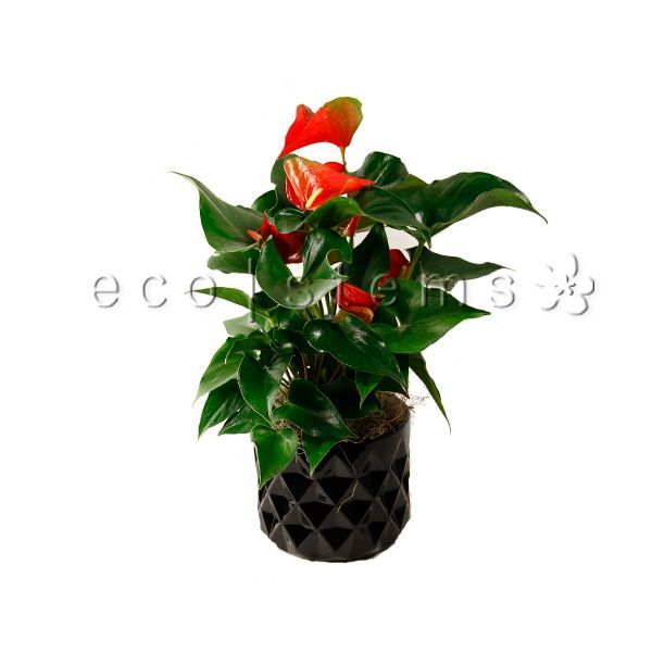 Anthurium Potted Indoor Plant Toronto Ontario Delivery
