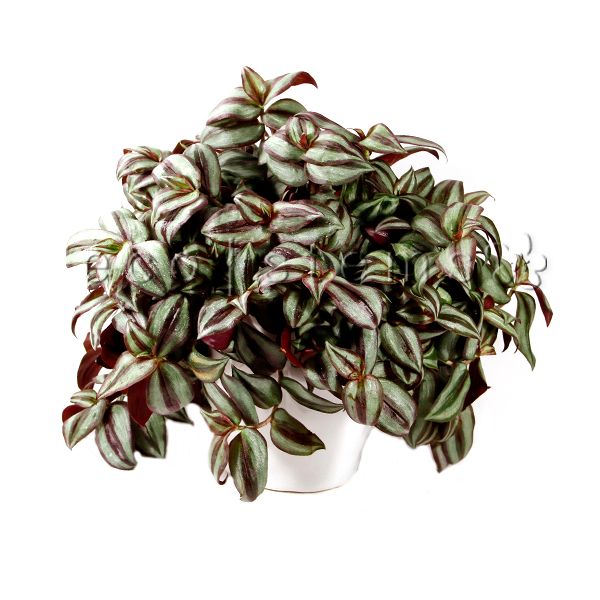 Purple Inch Vine Potted Indoor Houseplant Toronto Ontario Delivery