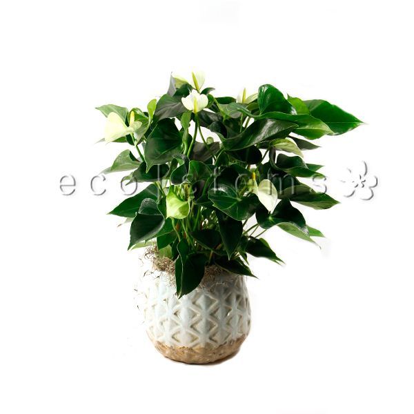 Anthurium Potted Indoor Plant Toronto Ontario Delivery