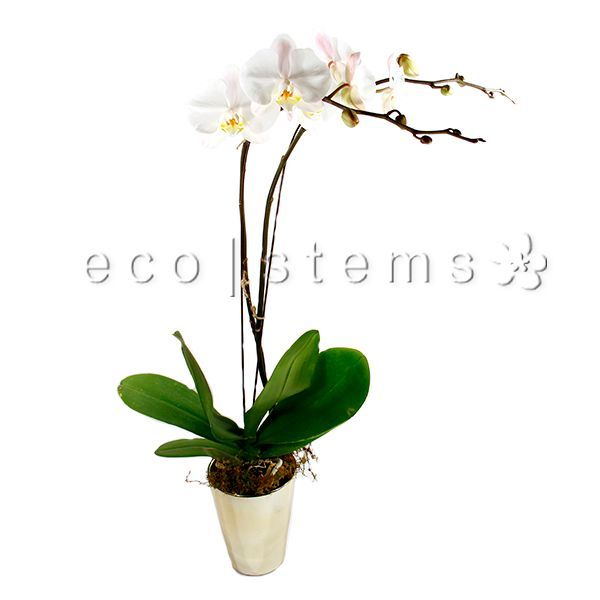 Large Phalaenopsis Orchids Planter Toronto Ontario Delivery
