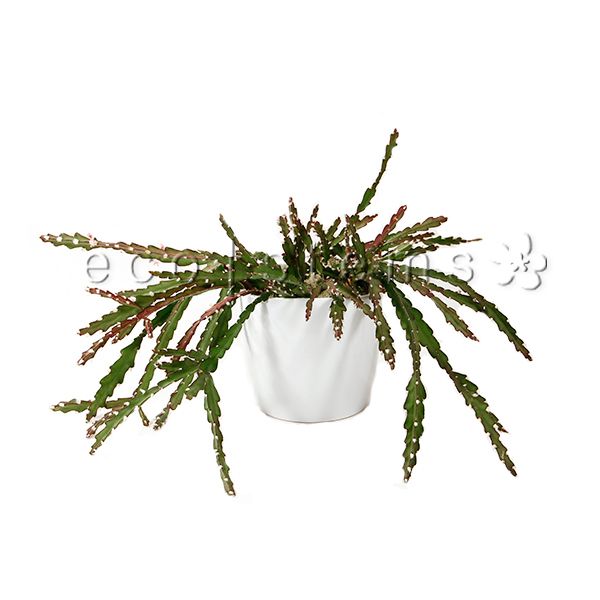 Wicker Cactus Potted Indoor Plant Toronto Ontario Delivery