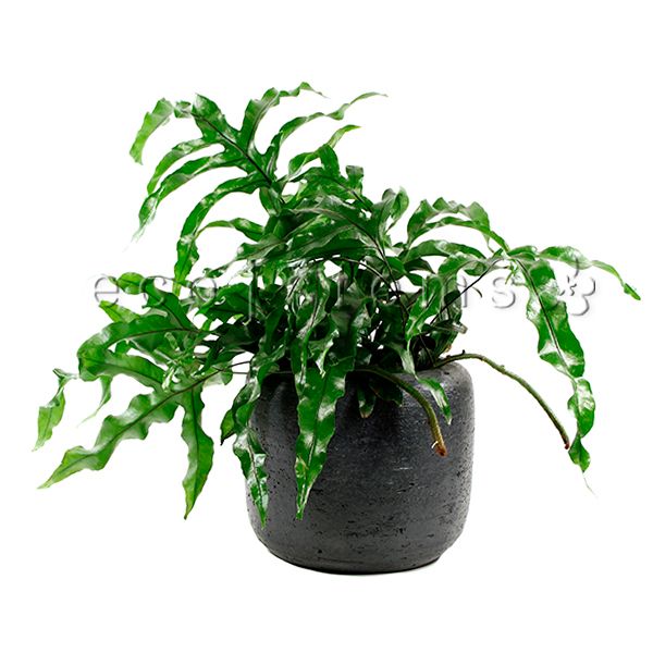 Kangaroo Paw Fern Potted Indoor Houseplant Toronto Ontario Delivery