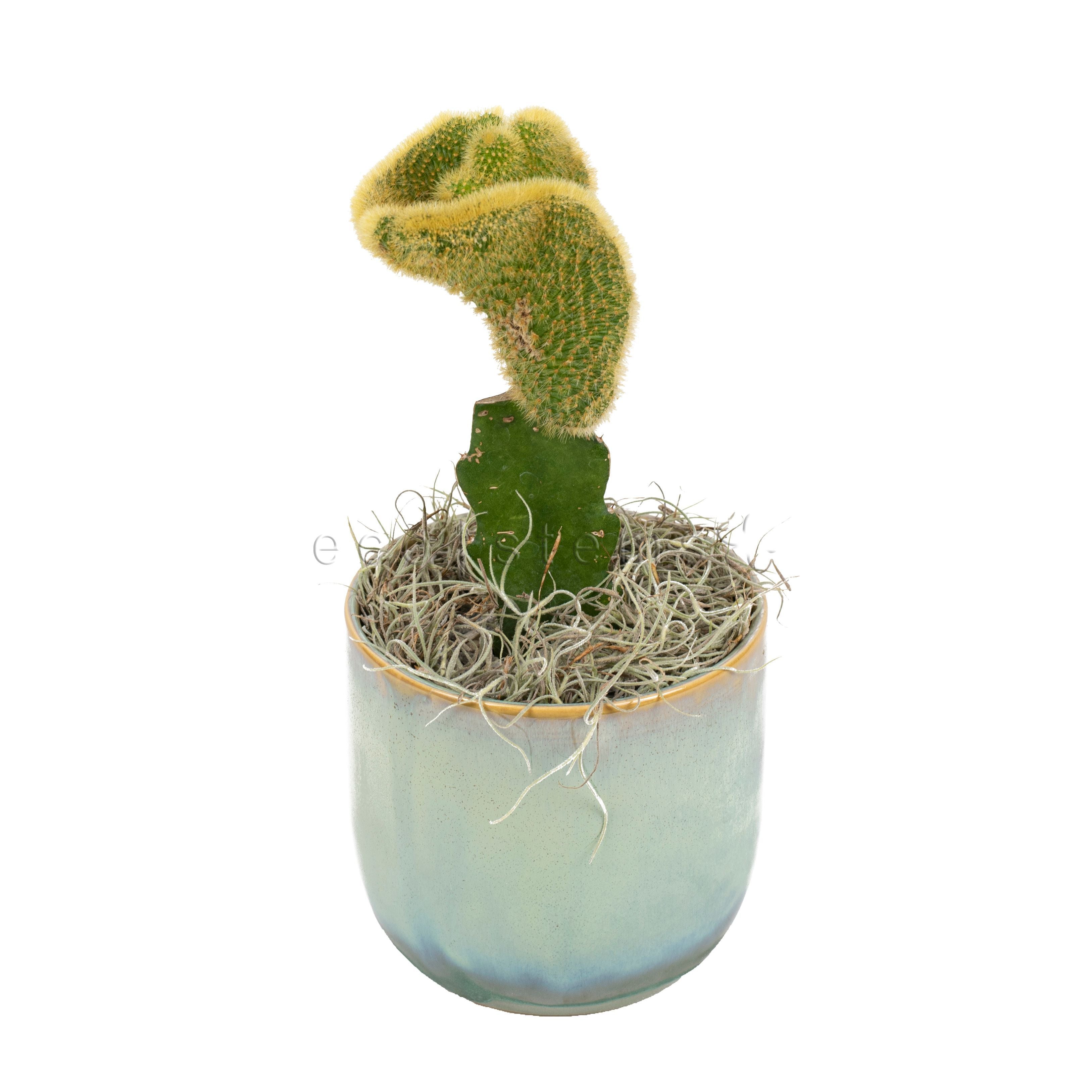 Crested Rat Tail Cactus Potted Indoor Houseplant Toronto Ontario Delivery