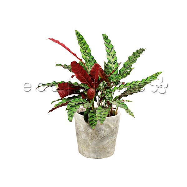 Rattlesnake Prayer Potted Indoor Houseplant Toronto Ontario Delivery