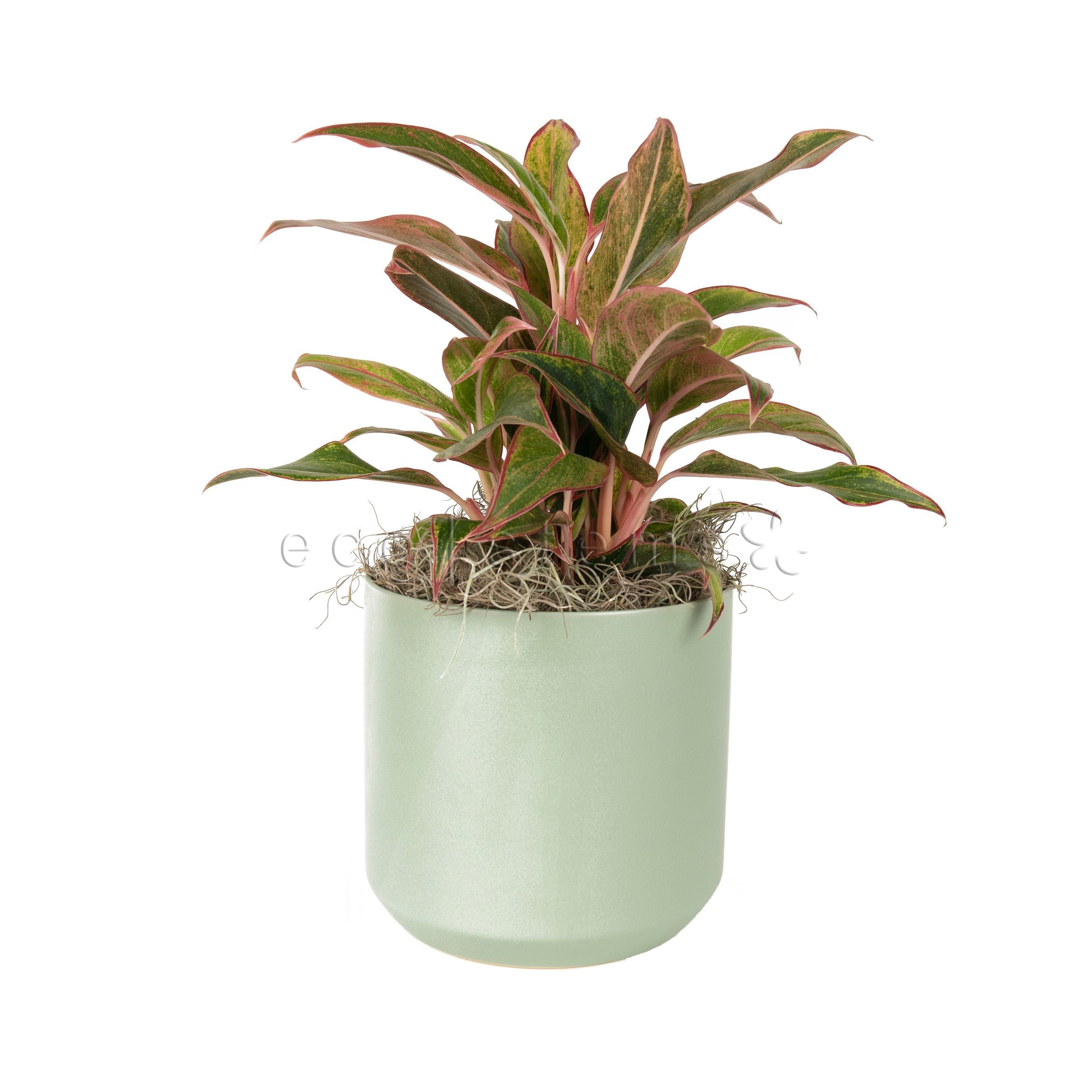 Red Chinese Evergreen Potted Indoor Houseplant Toronto Ontario Delivery