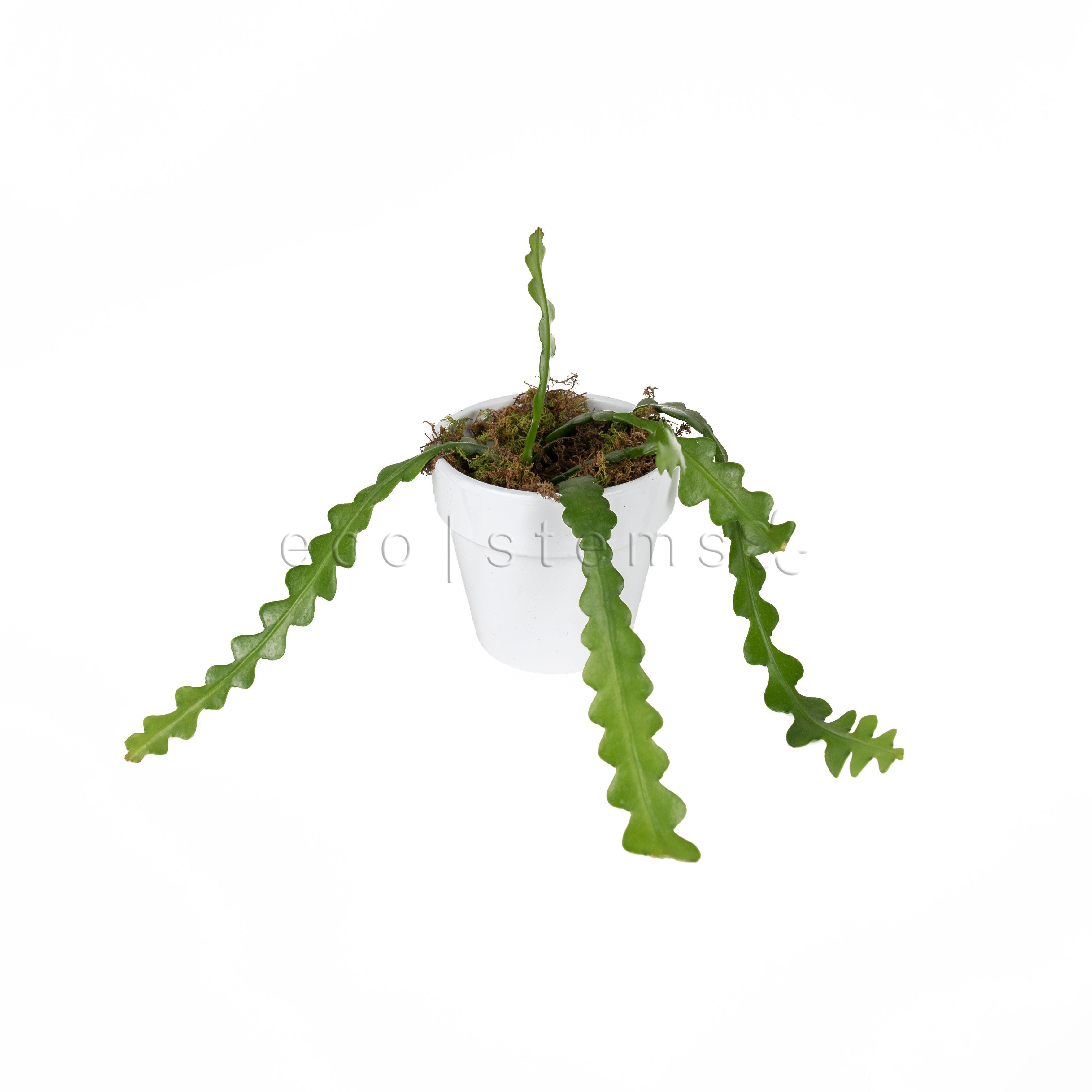 Zig Zag Cactus Potted Indoor Plant Toronto Ontario Delivery