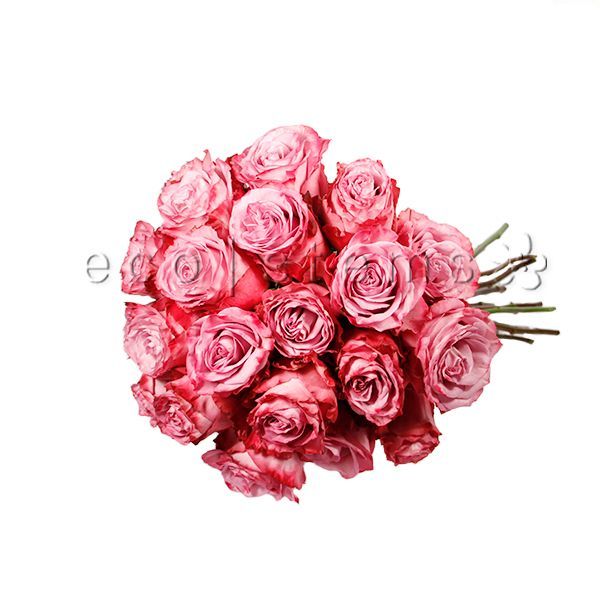 Dozen Roses Fresh Flowers -Bouquets & Vase Arrangements