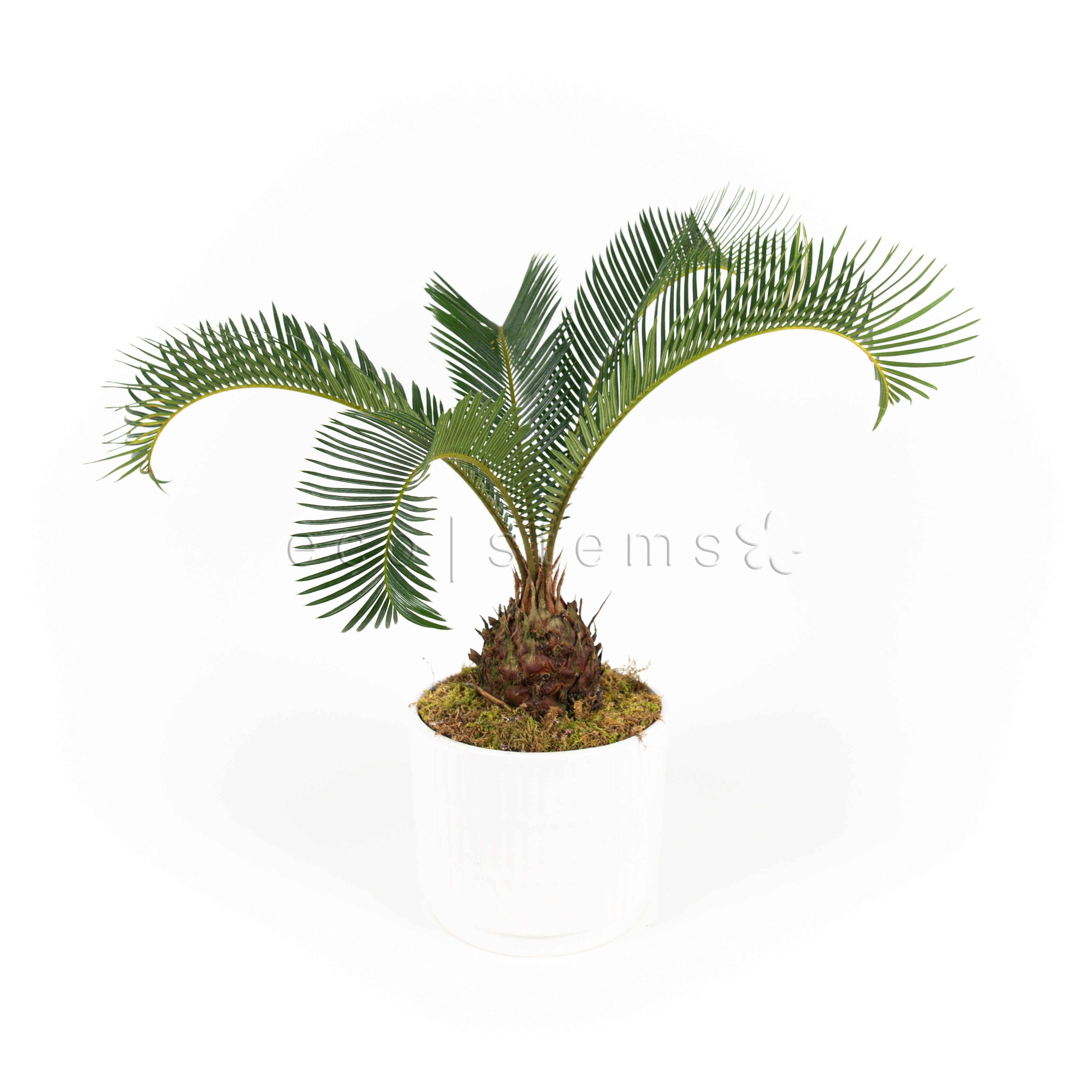 Sago Palm Potted Indoor Plant Toronto Ontario Delivery