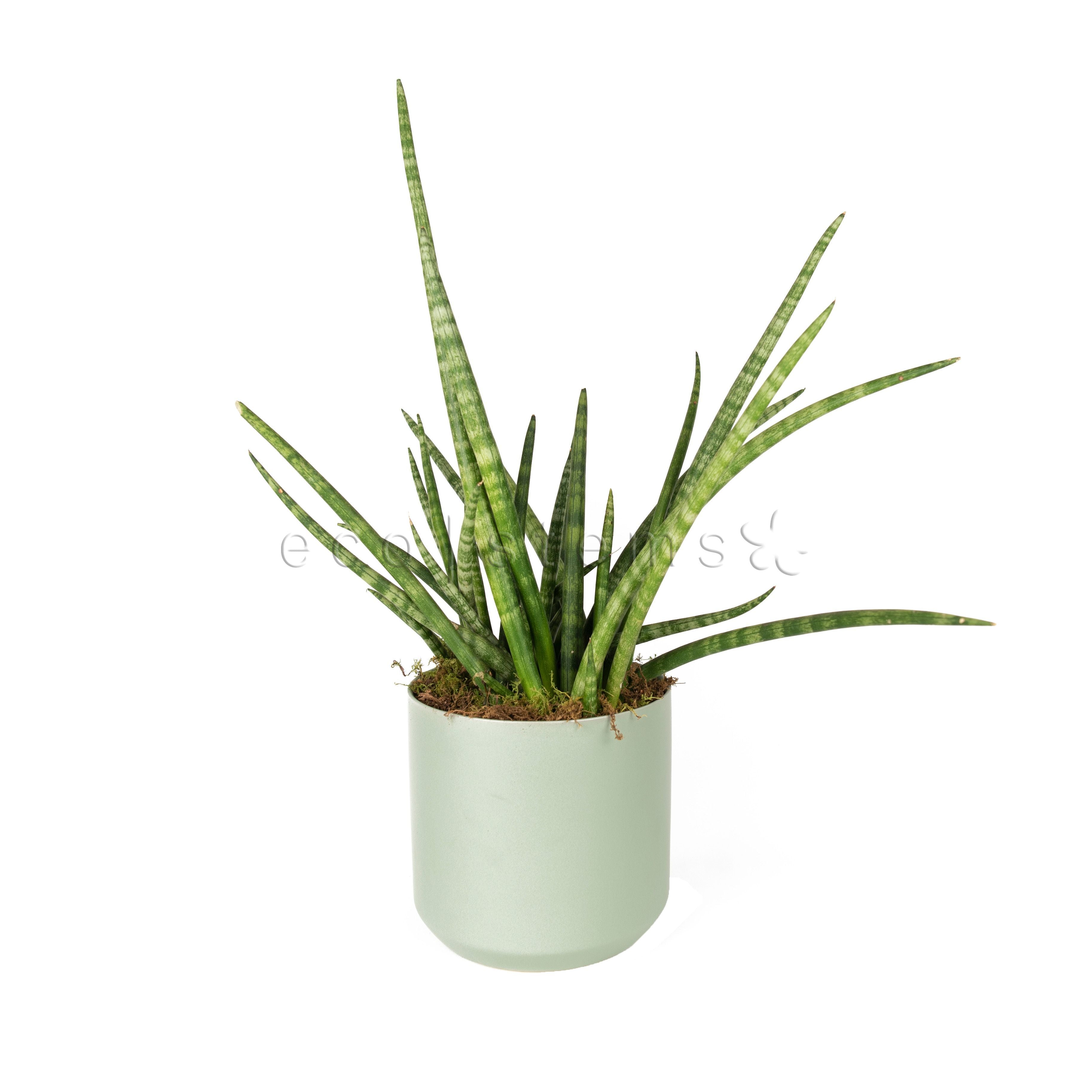 Cylinder Snake Plant Potted Toronto Ontario Delivery