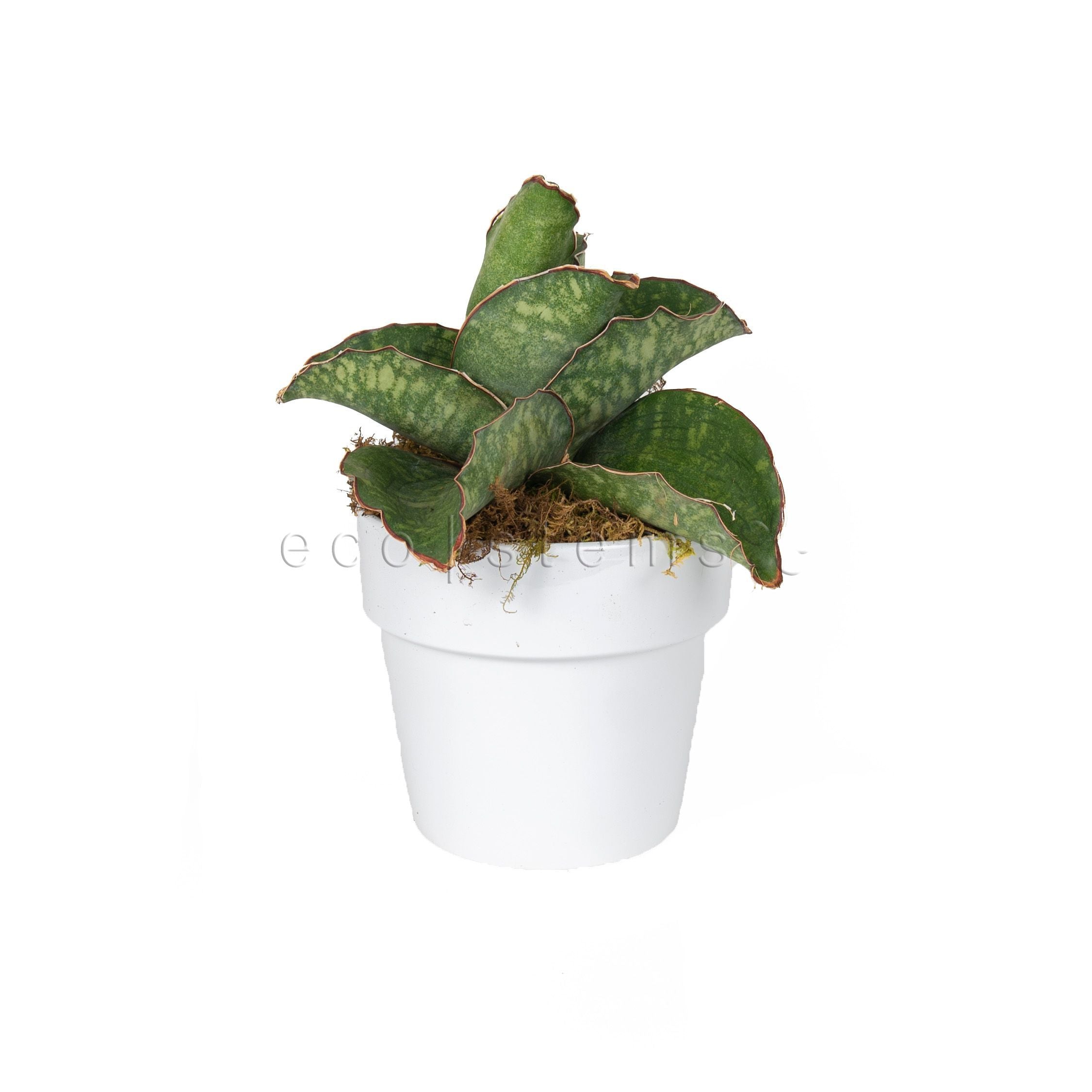 Dragon Wings Snake Plant Potted Toronto Ontario Delivery