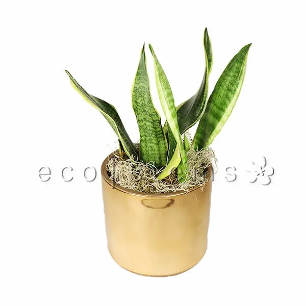 Golden Snake Plant Potted Toronto Ontario Delivery