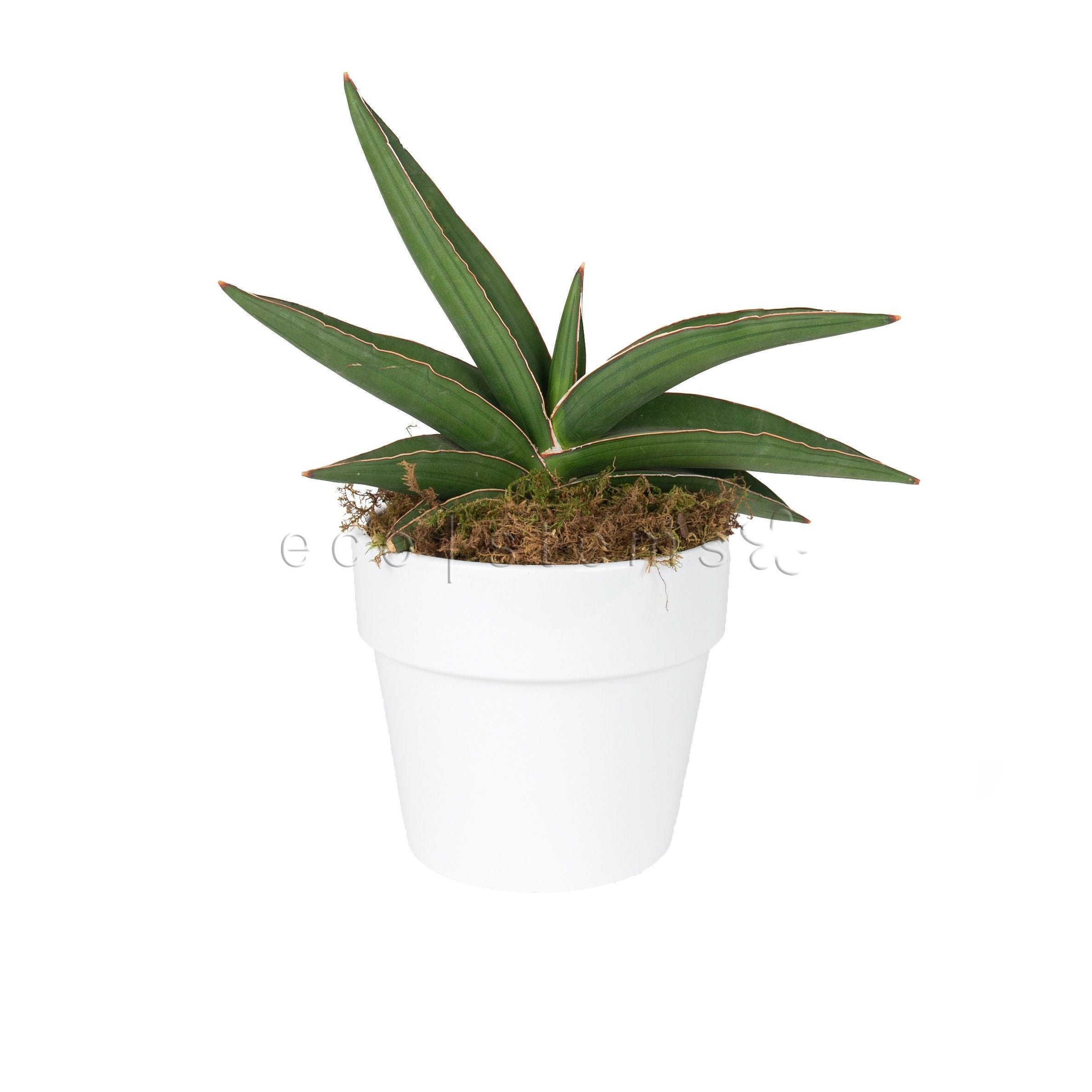 Samurai Snake Plant Potted Toronto Ontario Delivery