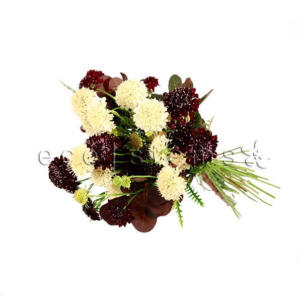 Scabiosa Fresh Flowers -Bouquets & Vase Arrangements