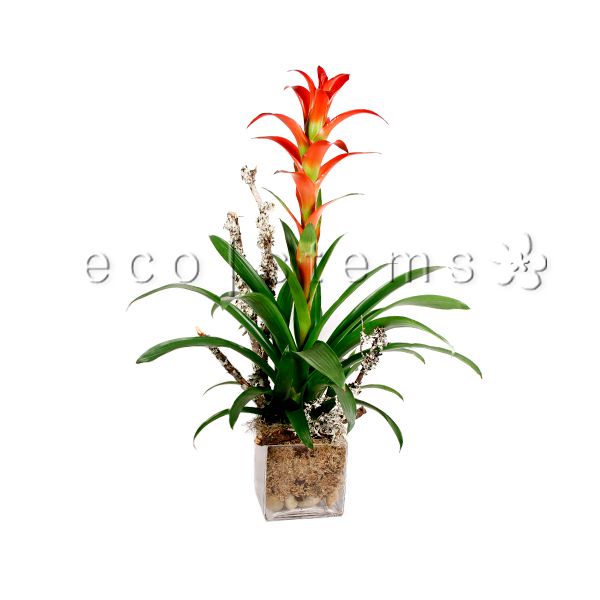 Scarlet Star Bromeliad Cube Potted Indoor Plant Toronto Ontario Delivery