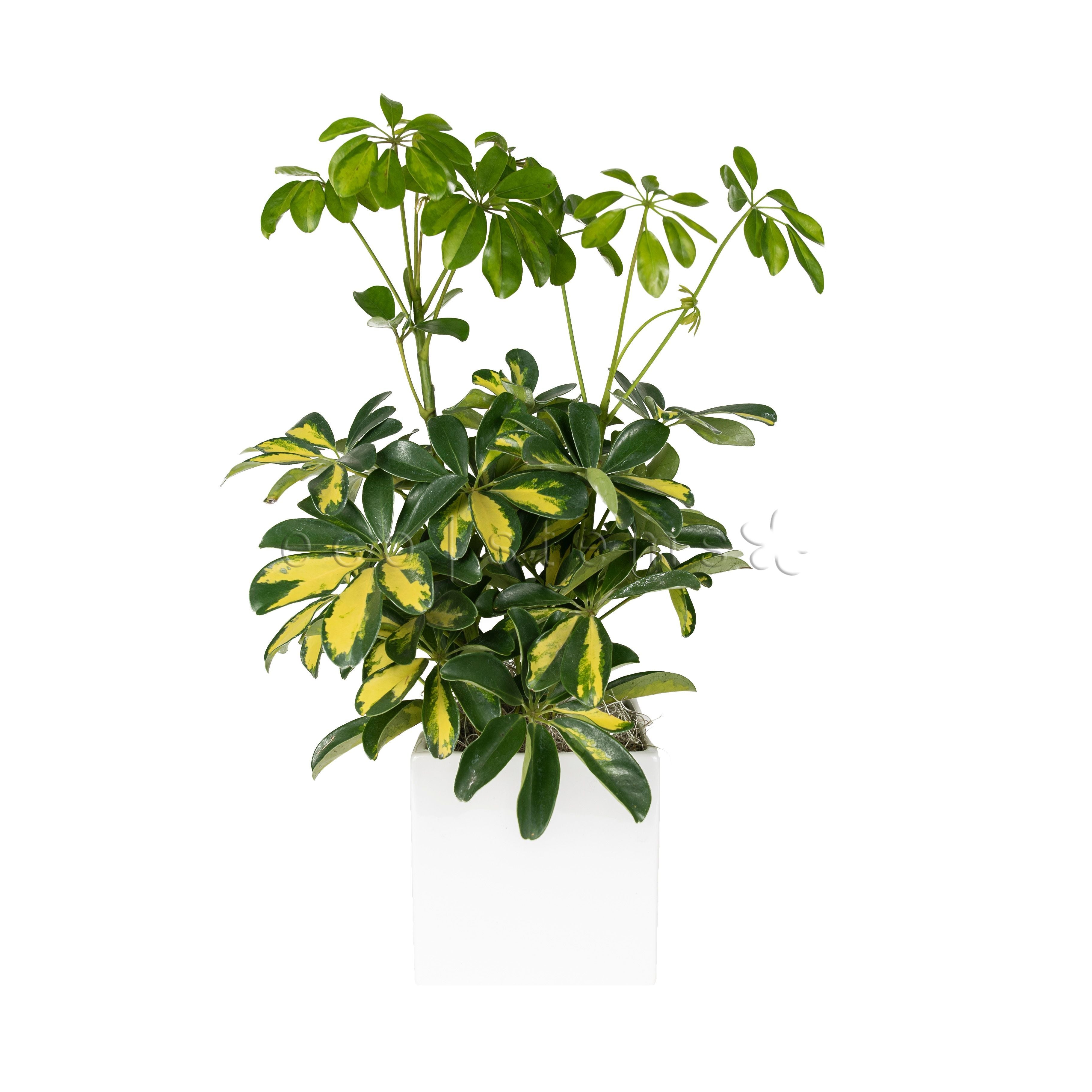 Dwarf Umbrella Tree Potted Indoor Houseplant Toronto Ontario Delivery