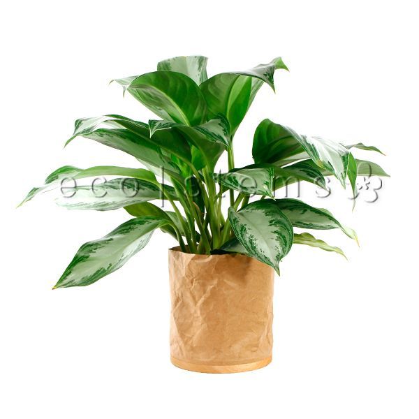 Silver Chinese Evergreen Potted Indoor Plant Toronto Ontario Delivery