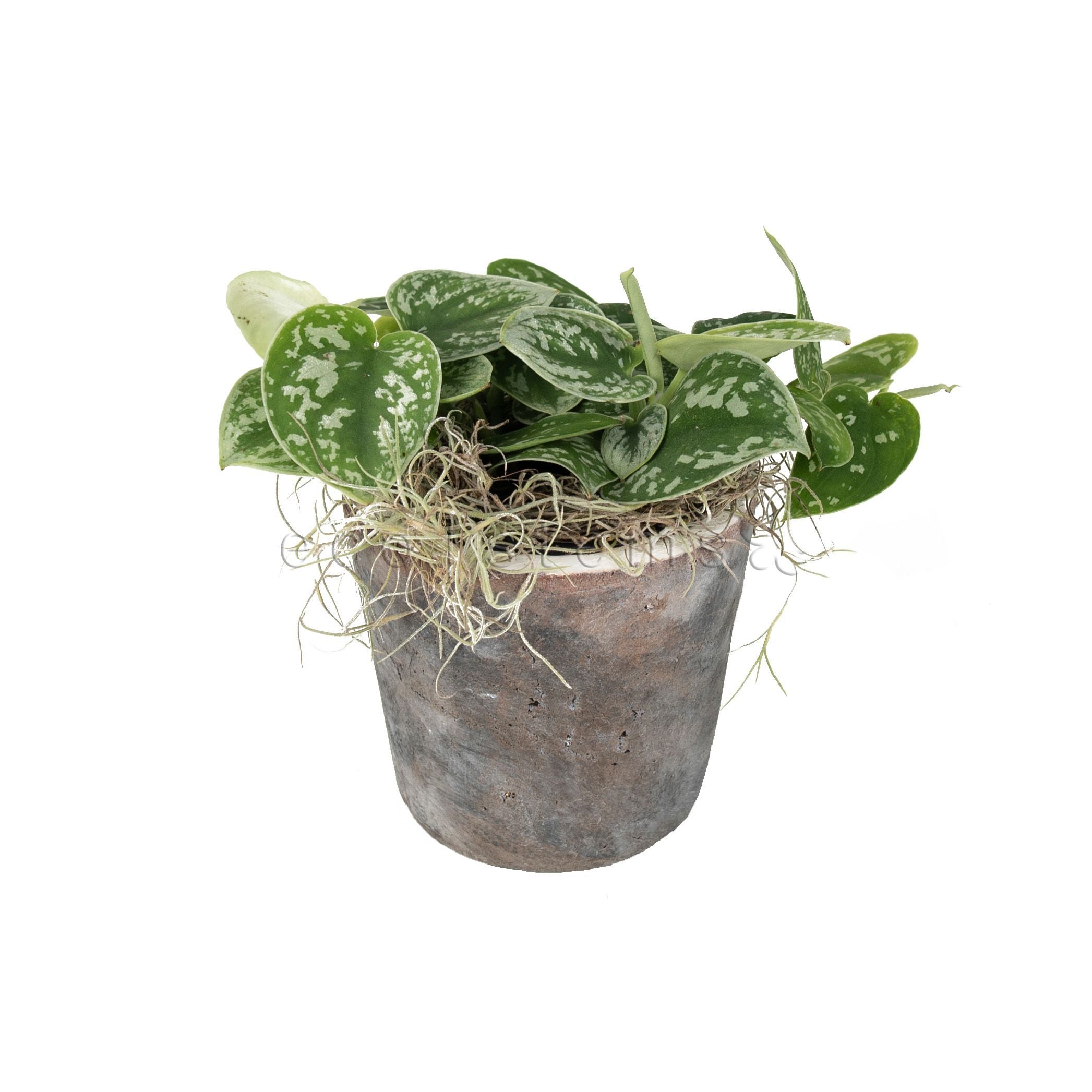 Silver Satin Pothos Potted Indoor Plant Toronto Ontario Delivery