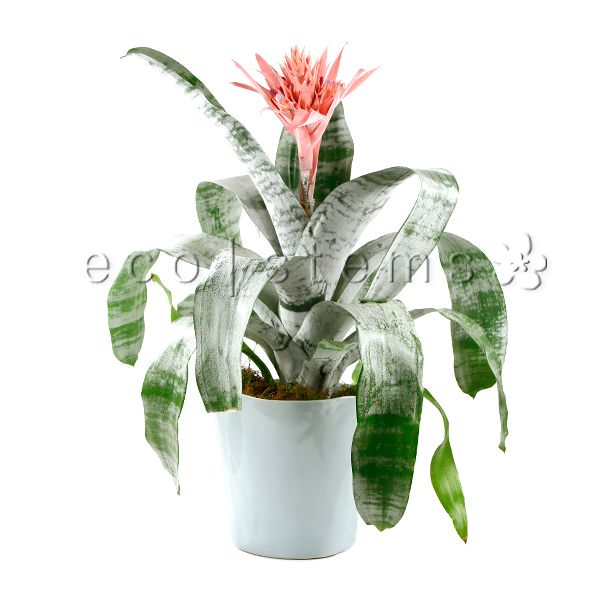 Silver Vase Bromeliad Potted Indoor Houseplant Toronto Ontario Delivery