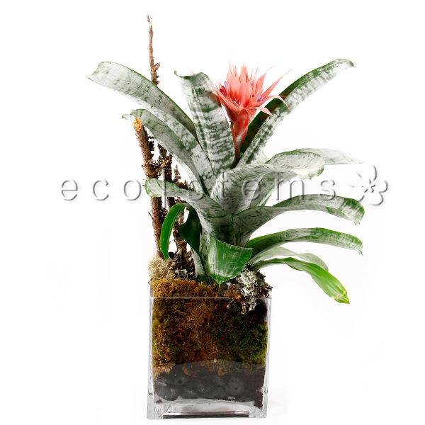 Silver Vase Bromeliad Cube Potted Indoor Houseplant Toronto Ontario Delivery