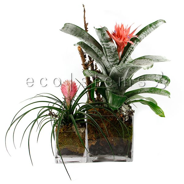 Pink Bromeliad Set-Cube Potted Indoor Houseplant Toronto Ontario Delivery