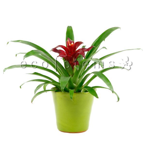 Small Scarlet Star Bromeliad Potted Indoor Plant Toronto Ontario Delivery