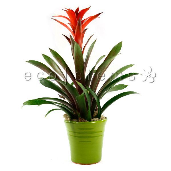 Small Scarlet Star Bromeliad Potted Indoor Plant Toronto Ontario Delivery