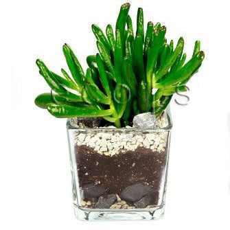 Cacti and Succulent Cube Potted Indoor Plant Toronto Ontario Delivery
