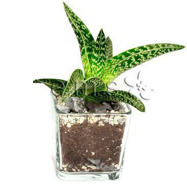 Cacti and Succulent Cube Potted Indoor Plant Toronto Ontario Delivery