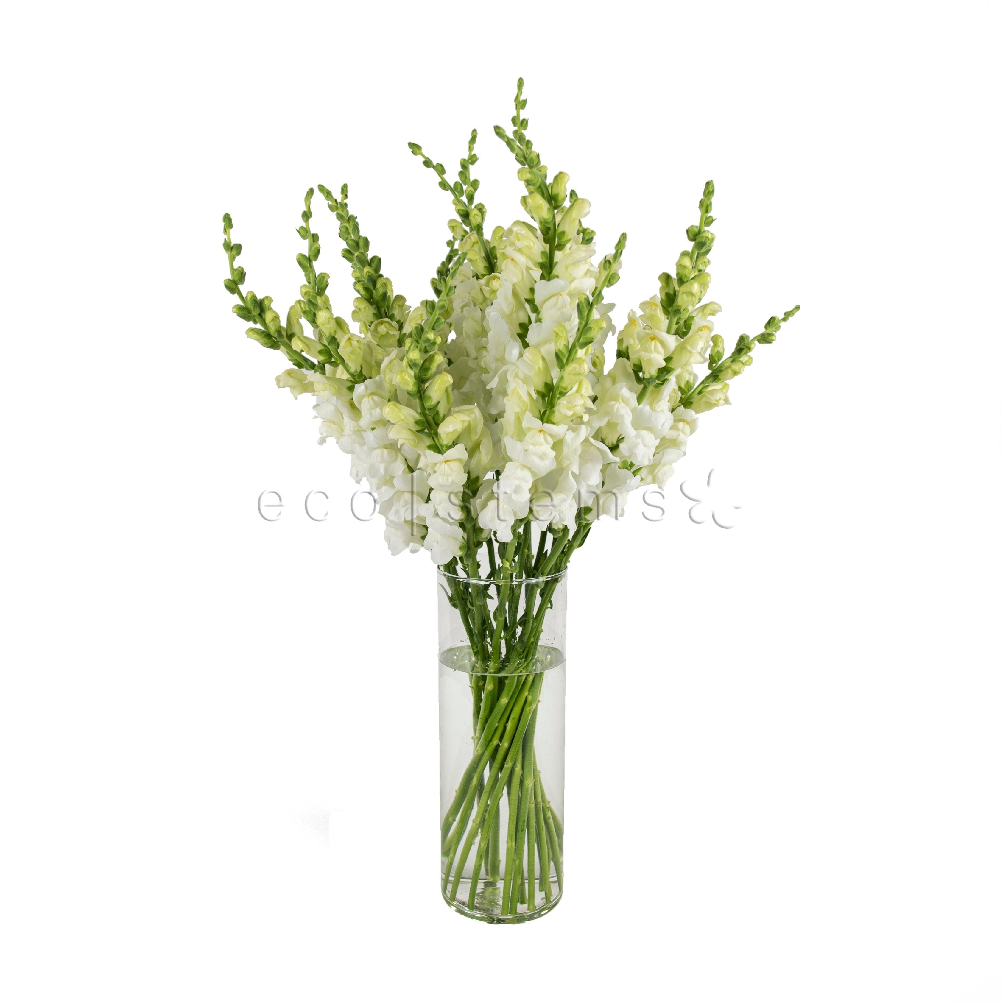 Snapdragons Fresh Flowers Arrangement Toronto Ontario Delivery
