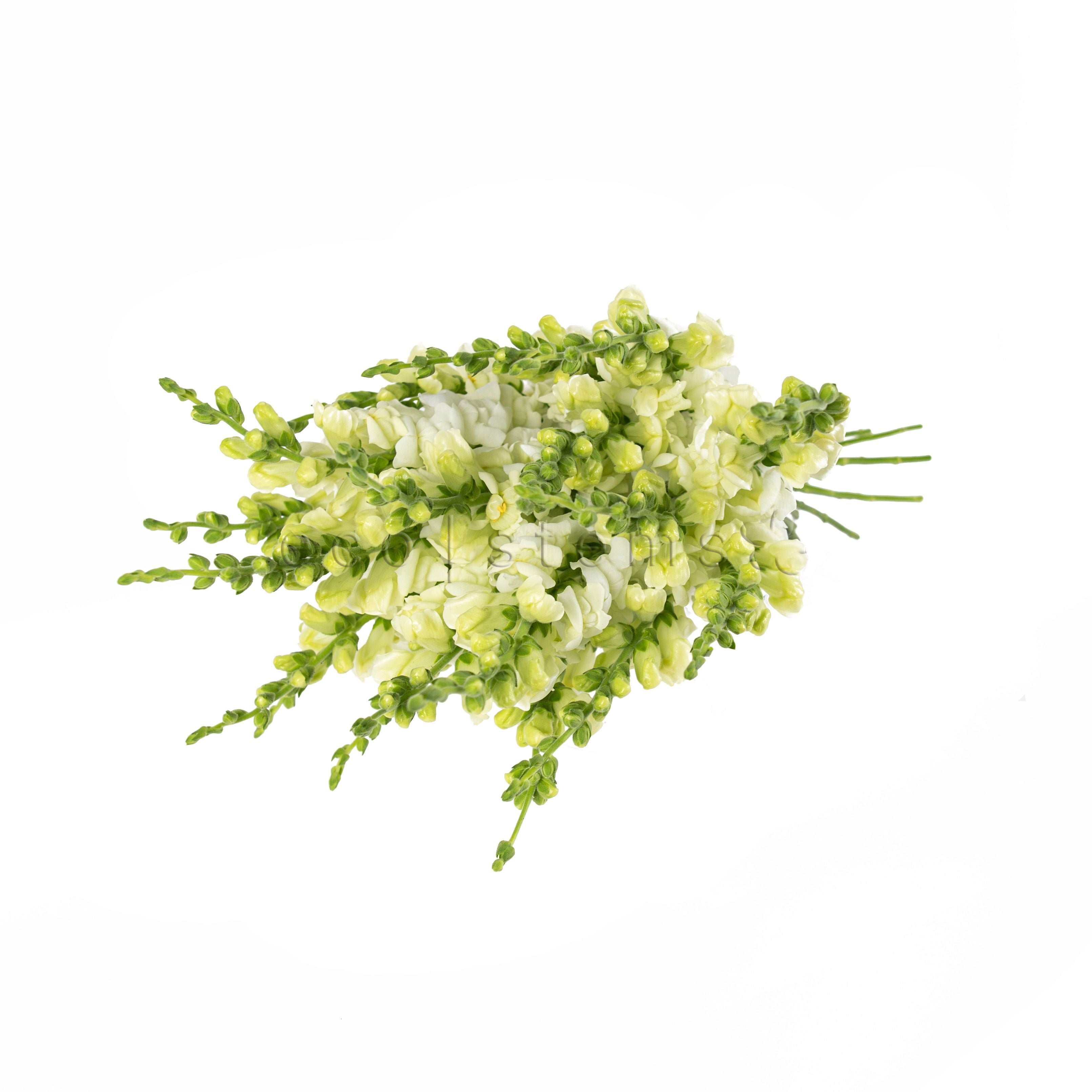 Snapdragons Fresh Flowers -Bouquets & Vase Arrangements