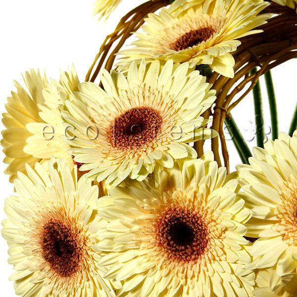 Spinning Gerbera Floral Art -Bouquets & Vase Arrangements
