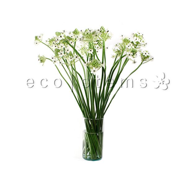 Chincherinchee Fresh Flowers Arrangement Toronto Ontario Delivery