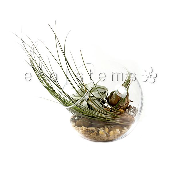 Studio Air Plant Terrarium Toronto Ontario Delivery