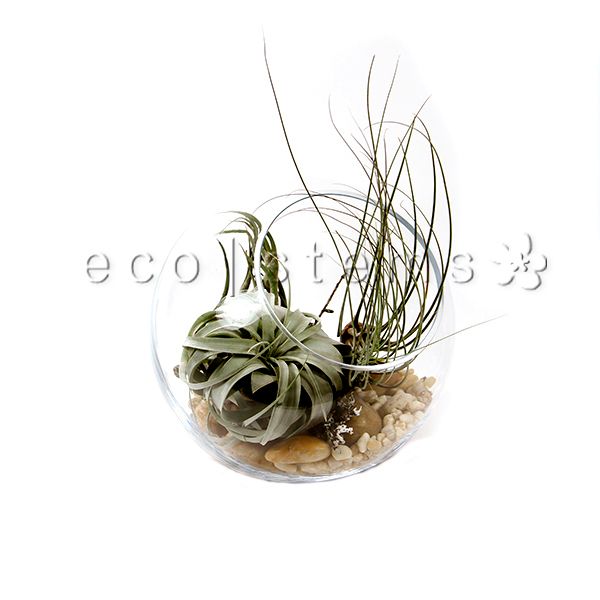 air plants toronto Studio Air Plant Terrarium Toronto Delivery