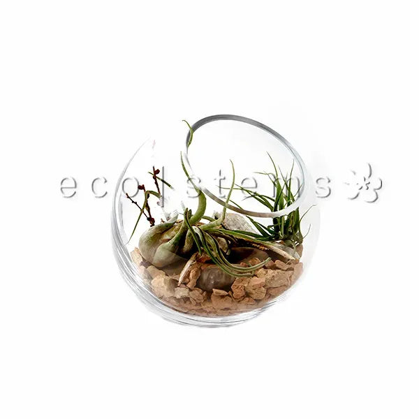 Studio Air Plant Terrarium Toronto Ontario Delivery