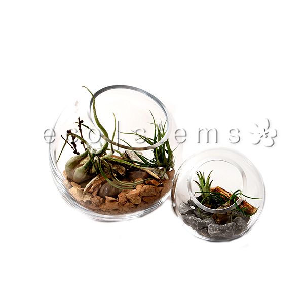 Studio Air Plant Terrarium Toronto Ontario Delivery