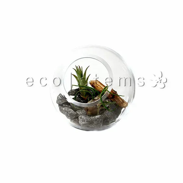 Studio Air Plant Terrarium Toronto Ontario Delivery
