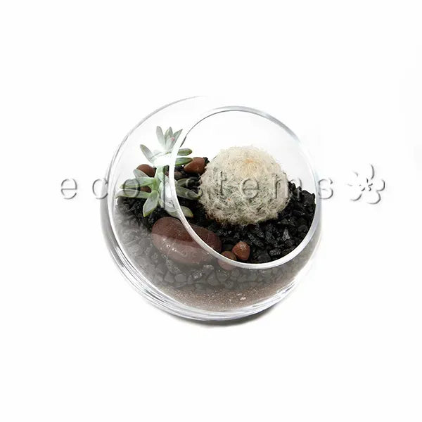 Studio Desert Glass Terrarium Toronto Ontario Delivery