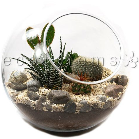 Studio Desert Glass Terrarium Toronto