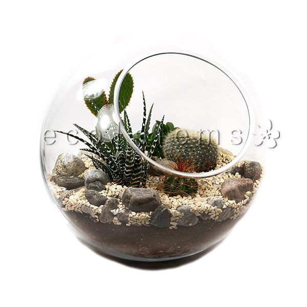 Studio Desert Glass Terrarium Toronto Ontario Delivery
